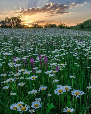 Море ромашек. 🌼🌼🌼 - Удивительная природа | Facebook