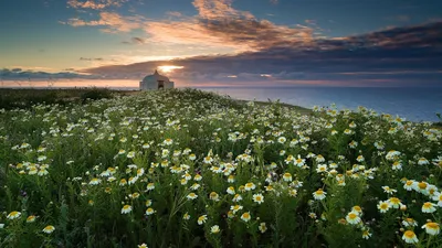 KAREGLAZKA | 🌼море солнечных ромашек 🌼 | Дзен