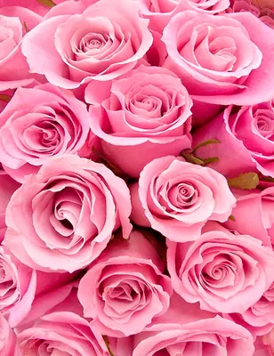Заказать Букет из 35 метровых роз «Море розового» в \"MK Flowers\" с  доставкой!
