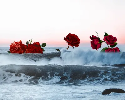 Корзина роз Море роз заказать, купить с доставкой в Ессентуках | Магазин  цветов с доставкой по Ессентукам и служба доставки цветов в Ессентуках  Роза-Красная.рф - rose-red.ru