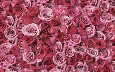 Море роз стоковое фото. изображение насчитывающей красивейшее - 153522538