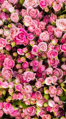 25 розовых роз - Море Роз | Розы по честным ценам
