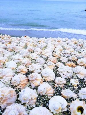 Море роз - Vered4u Круглосуточная доставка роз в Израиле