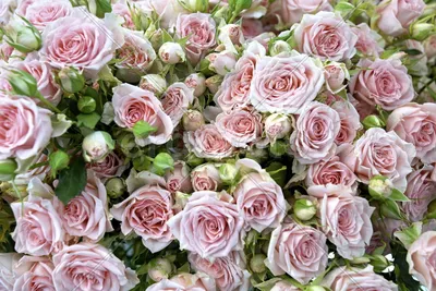 Морские розы море роз розовое море…» — создано в Шедевруме
