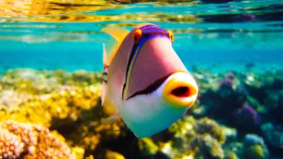 Фото из фотогалереи «Рыбы и кораллы Красного моря» Египет , Шарм-Эль-Шейх  #511706