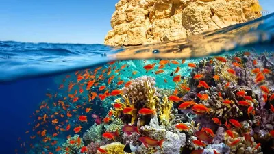 Красное море Шарм-Эль-Шейх. …» — создано в Шедевруме