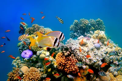 📷 Подводный мир Красного моря (Египет, Шарм эль Шейх). Фото 12