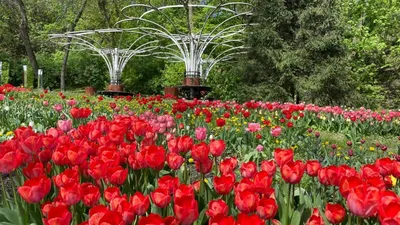 Букет цветов «Море тюльпанов» - закажи с бесплатной доставкой в Алагире от  30 мин