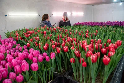 Выставка тюльпанов в Киеве - фото красивых цветов | РБК Украина