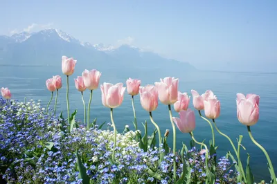 Море тюльпанов всех цветов во время…» — создано в Шедевруме