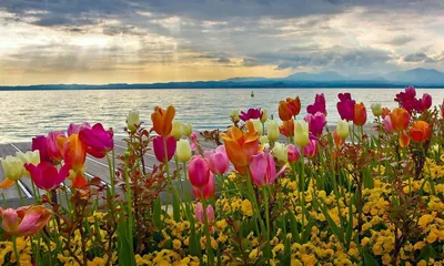 Море тюльпанов фото фото