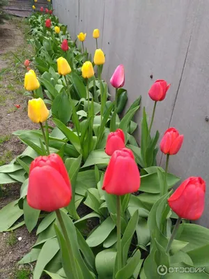 Море тюльпанов: 20 сортов весенних цветов можно увидеть на выставке в  \"Зеленстрое\" | официальный сайт «Тверские ведомости»