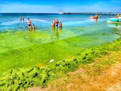 Изумрудное море и водорослевики: в Анапе начался сезон цветения камки - 8  июня, 2022 Все новости, Общество «Кубань 24»