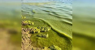 Цветущие водоросли в море в Анапе имеют лечебный эффект - Кубанские новости