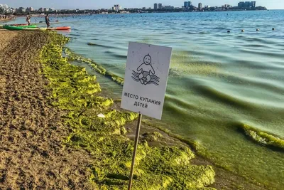 В Анапе зацвели водоросли, как долго это будет продолжаться - 18 июля 2021  - 93.ру