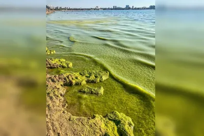 В Анапе под воздействием жары «зацвело» море | Югополис