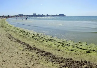 Водоросли в Анапе — Когда и почему цветет море на курорте