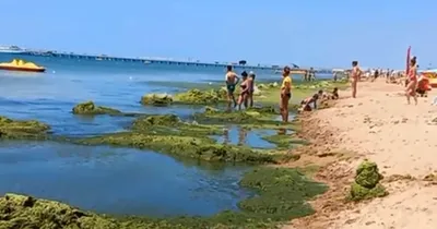 Изумрудное море и водорослевики: в Анапе начался сезон цветения камки - 8  июня, 2022 Все новости, Общество «Кубань 24»
