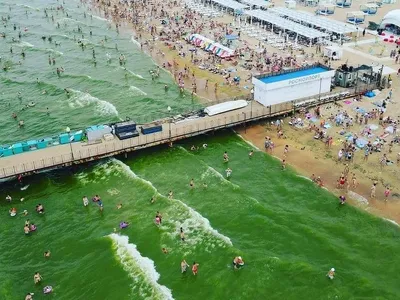 В Анапе снова пытаются очистить «цветущее море». Экоактивисты выступали  против