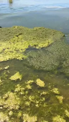 Все оттенки Черного моря: из-за цветения водорослей вода в Анапе приобрела  изумрудный цвет - KP.RU