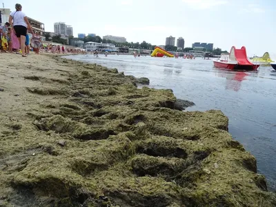 «В море тонны водорослей, цены дикие»: стоит ли отдыхать в Анапе в 2023-м