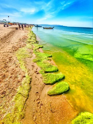 Изумрудное море и водорослевики: в Анапе начался сезон цветения камки - 8  июня, 2022 Все новости, Общество «Кубань 24»