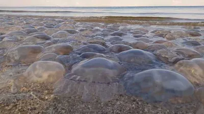 В Бердянске рекордная жара и чистое море. Рекордные температурные отметки