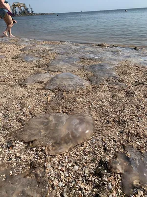 ТЕМПЕРАТУРА ВОДЫ Азовского моря в Бердянске и на Бердянской косе