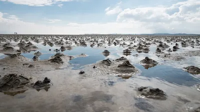 Ваттовое море: что это такое и почему Google посвятил ему дудл - Телеграф