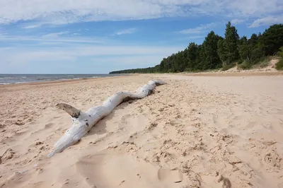 Пляжи Паланги атакует море » Литва на русском языке (новости в Литве)