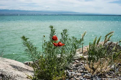 На заре…Кайракумское море.Худжанд. Таджикистан. Фотограф akmal