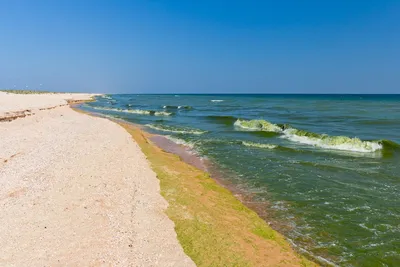 Нашествие медуз в Азовском море и Таганрогском заливе | Новости Таганрога