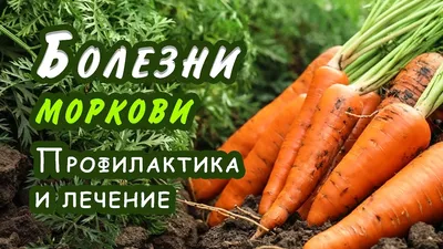 Где и как хранить морковь в погребе, в квартире: полезные лайфгаки — Украина