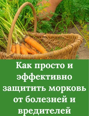 Морковь против опухолей и мочекаменной болезни. Полевая М.А. - купить книгу  с доставкой | Майшоп