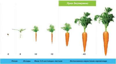 Что будет, если есть морковь каждый день? Польза и вред овоща. Мнение  специалистов - Чемпионат