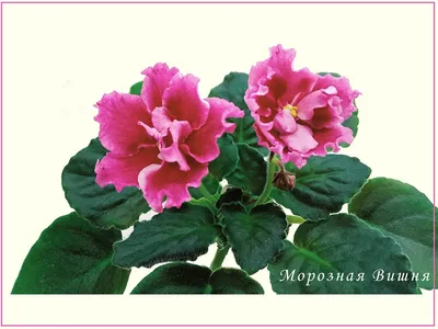 Центр Фиалки - Фиалка Морозная Вишня (К. Морев).  #VDNH#flowers#ВДНХ#цветы#ЦентрФиалки#CentrFialki#violet#senpolia #фиалки # фиалка  #узамбарскаяфиалка#стрептокарпус#streptocarpus#сортовыефиалки#орхидея#orchid#хойя#hoya#фуксия#fuchsia#пеларгония#герань  ...