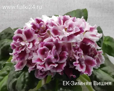 Фиалка Морозная вишня Frostige Kirsche african-violet Blüte - YouTube