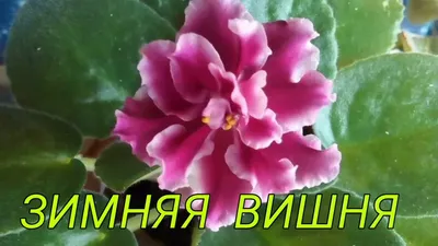 Сенполия фиалка узамбарская \"Морозная Вишня\": 95 грн. - Комнатные растения  Днепр на Olx