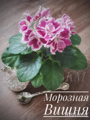 Фиалка Морозная Вишня