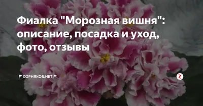 Фиалки Мила-Школьный Вальс, ЛЕ-Баунти, Морозная Вишня и другие | Fialki.ru