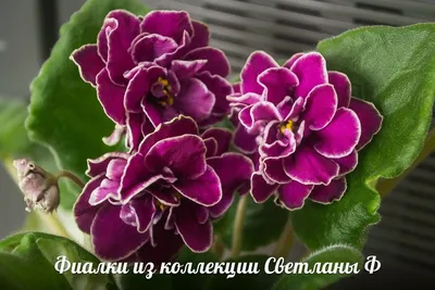 Фиалки с красными, бордовыми и вишневыми цветами - FloraPiter.Ru  коллекционные ФИАЛКИ из Санкт-Петербурга