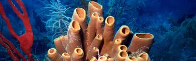 Натуральная неотбеленная морская губка Honeycomb большая (15-18 см) |  organic-bio.ru