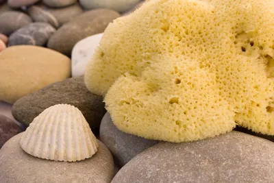 Натуральная морская губка Ok Baby Honeycomb 10 см за 850 руб. купить в  интернет магазине Toys-Shop.ru