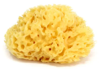 Морская губка Honeycomb для лица, натуральная, 7,5-9 см, Греция  (ID#316570044), цена: 130 ₴, купить на Prom.ua