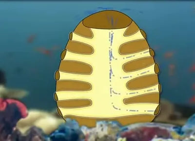 Натуральная морская губка, 11-12 см - Najel Natural Sponge: купить по  лучшей цене в Украине | Makeup.ua