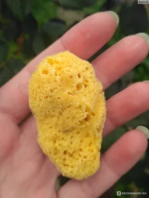 Натуральная морская губка - Kalliston Natural Sofrt Sea Sponge: купить по  лучшей цене в Украине | Makeup.ua