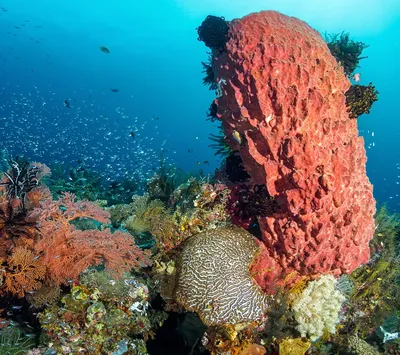 🐡Морские губки-это организмы, живущие на дне Средиземного моря,  исключительно в чистой воде, на глубине 30-70 метров. Морская губка  добывается на севере... | By Organic Life Донецк | Facebook