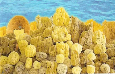 Attirance Natural Sea Sponge Натуральная морская губка, 8x5см | Makeup.md