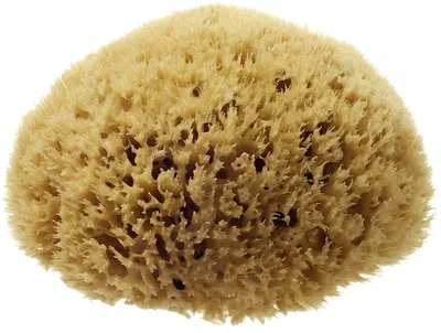 Натуральная морская губка среднего размера - Kalliston Natural Sea Sponge  Middle Size: купить по лучшей цене в Украине | Makeup.ua