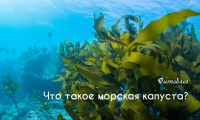 Япония заплатит за добычу морской капусты у Южных Курил более 670 тысяч  долларов - Политические и экономические новости Сахалинской области -  astv.ru